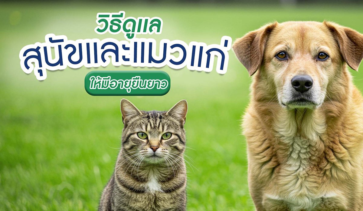 วิธีดูแลสุนัขและแมวแก่ให้มีอายุยืนยาว